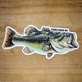 Largemouth Bass Sticker