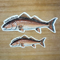 Redfish Sticker