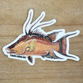 Hogfish Sticker